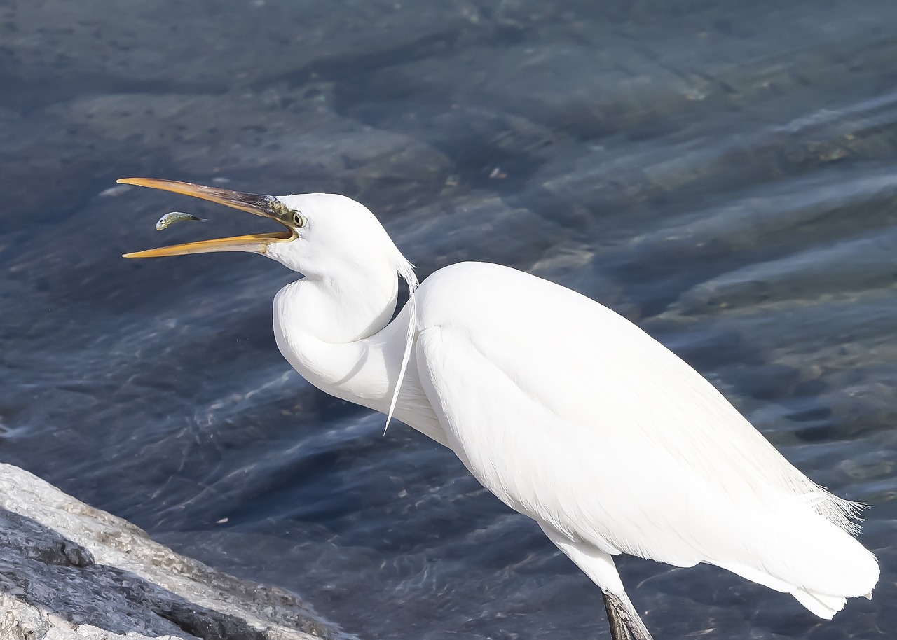 Image - bird prey fish white animal