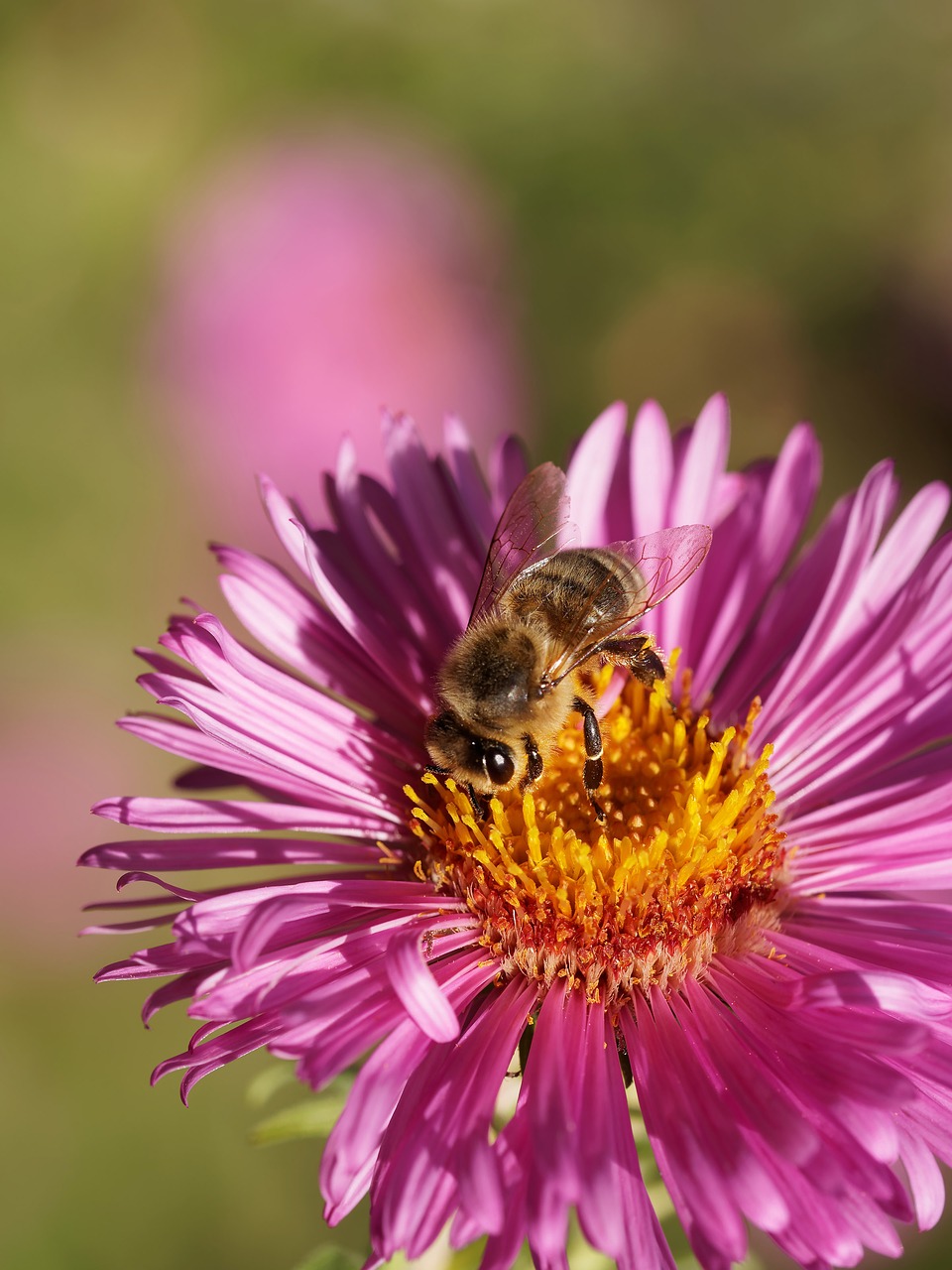 Image - bee aster nectar insects nature