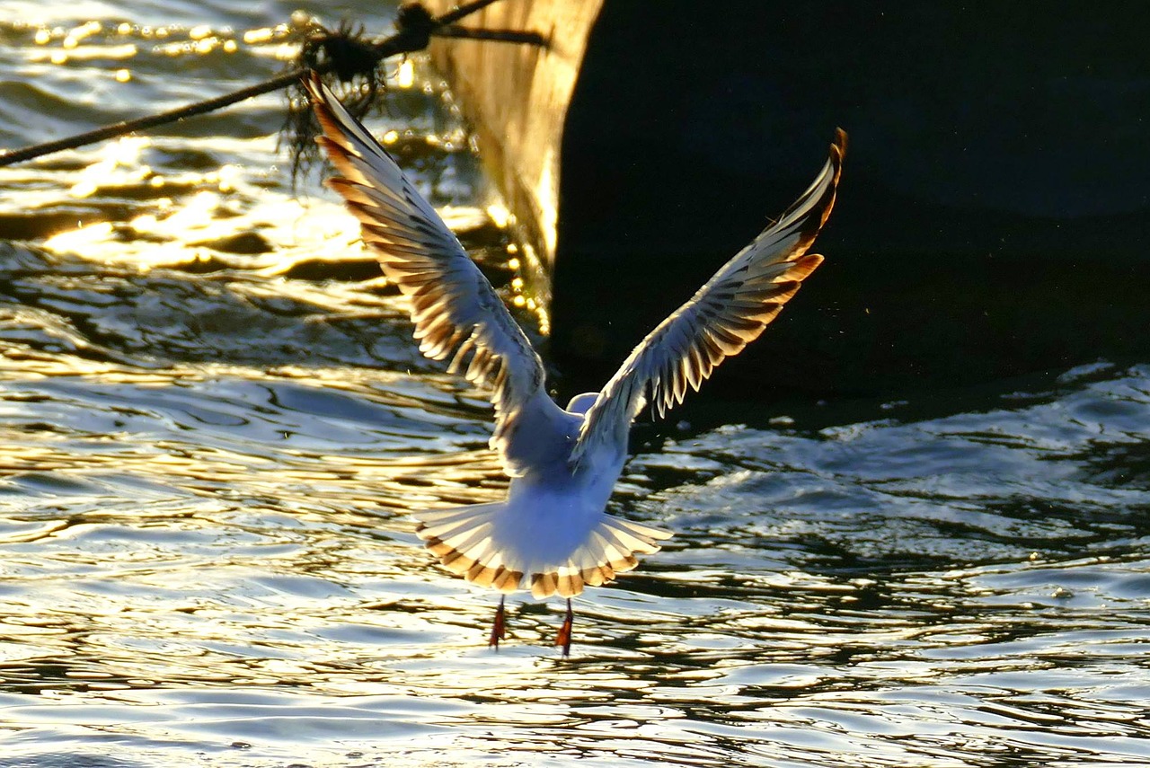 Image - gull evening abendstimmung water