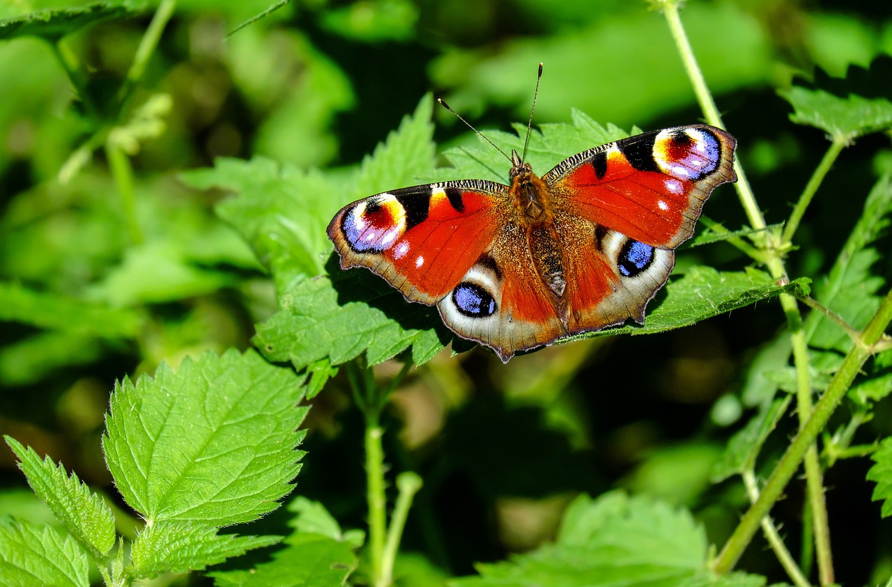 Image - peacock butterfly butterfly insect