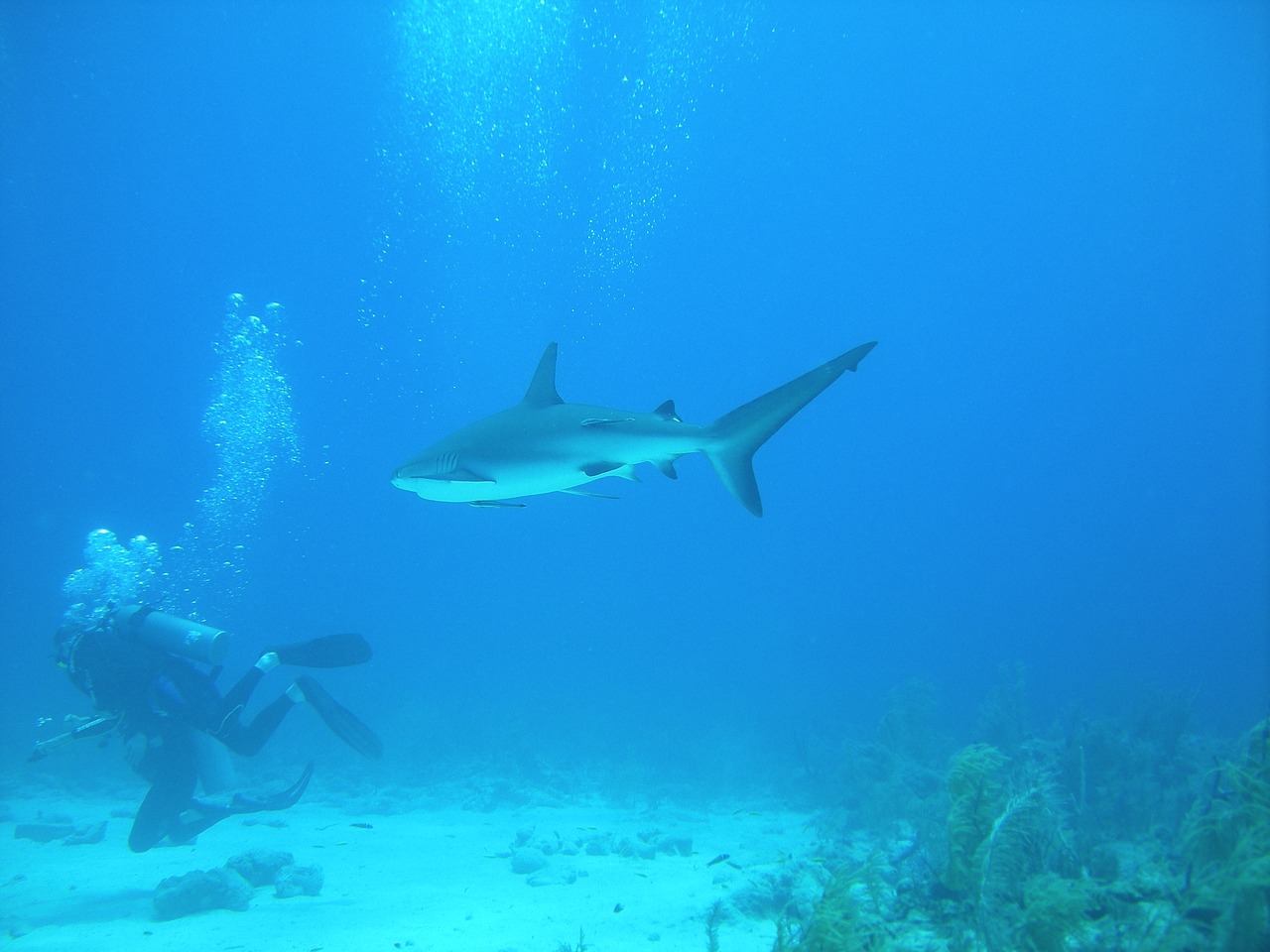 Image - diving dive nassau bahamas