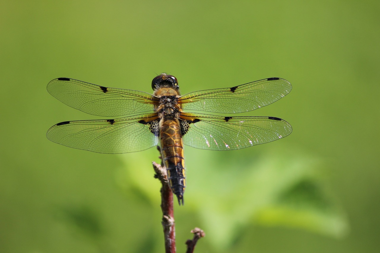 Image - dragonfly insect finnish