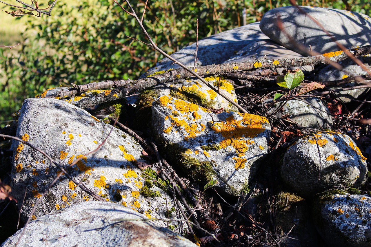 Image - xanthoria parietina yellow lichen