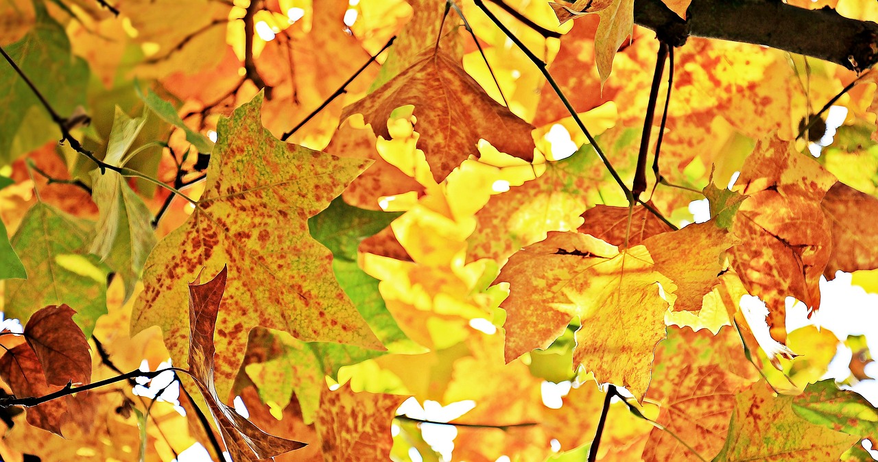 Image - autumn fall leaves leaves