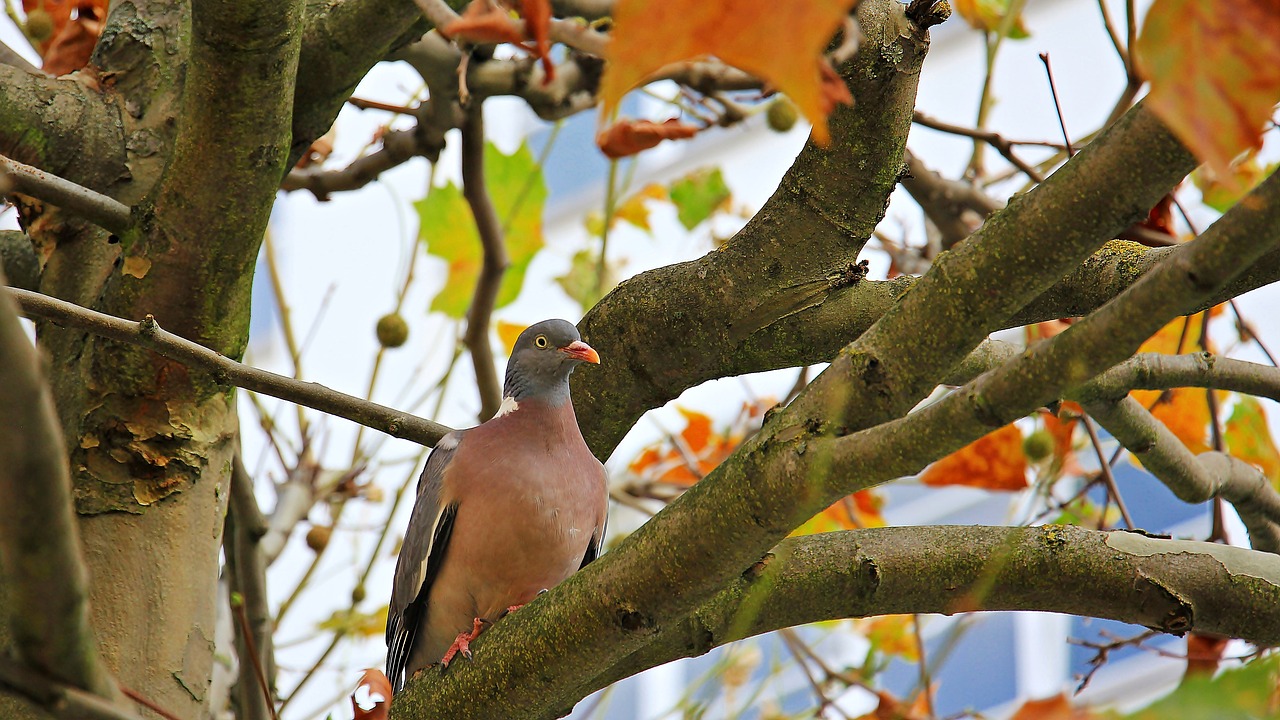 Image - autumn tree chestnut tree dove