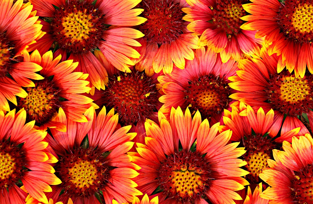 Image - background flowers bright chamomile
