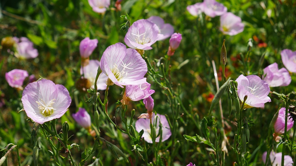 Image - flowers landscape nature