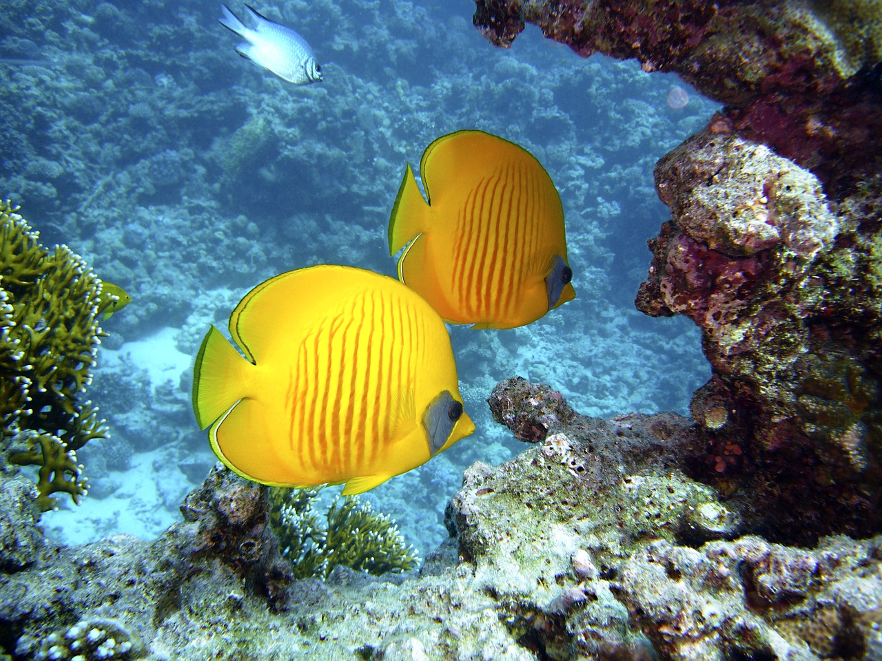 Image - diving underwater water