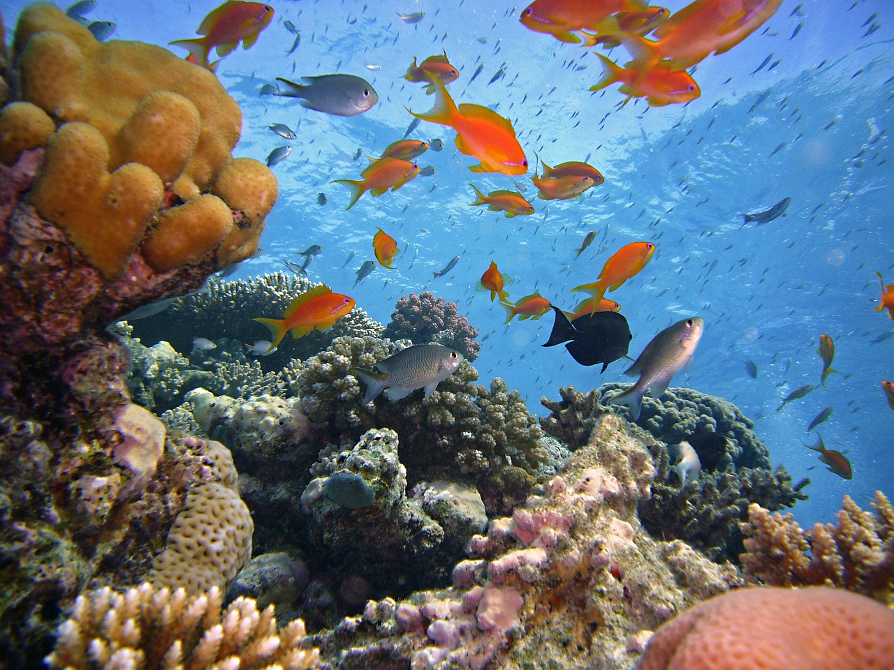 Image - diving underwater reef sea live