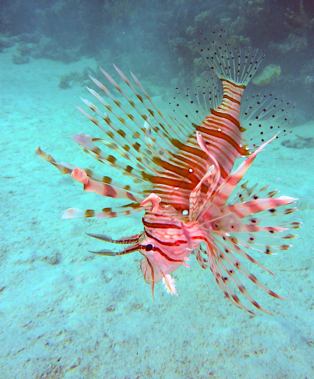 Image - underwater diving scorpionsfisch