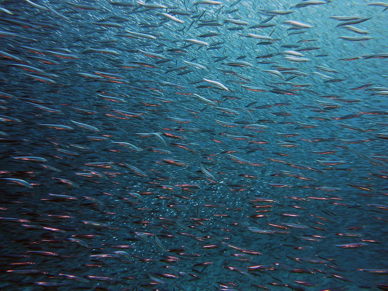 Image - fish swarm underwater