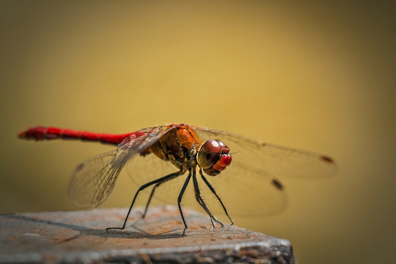 Image - sympetrum vulgatum ordinary dragonfly