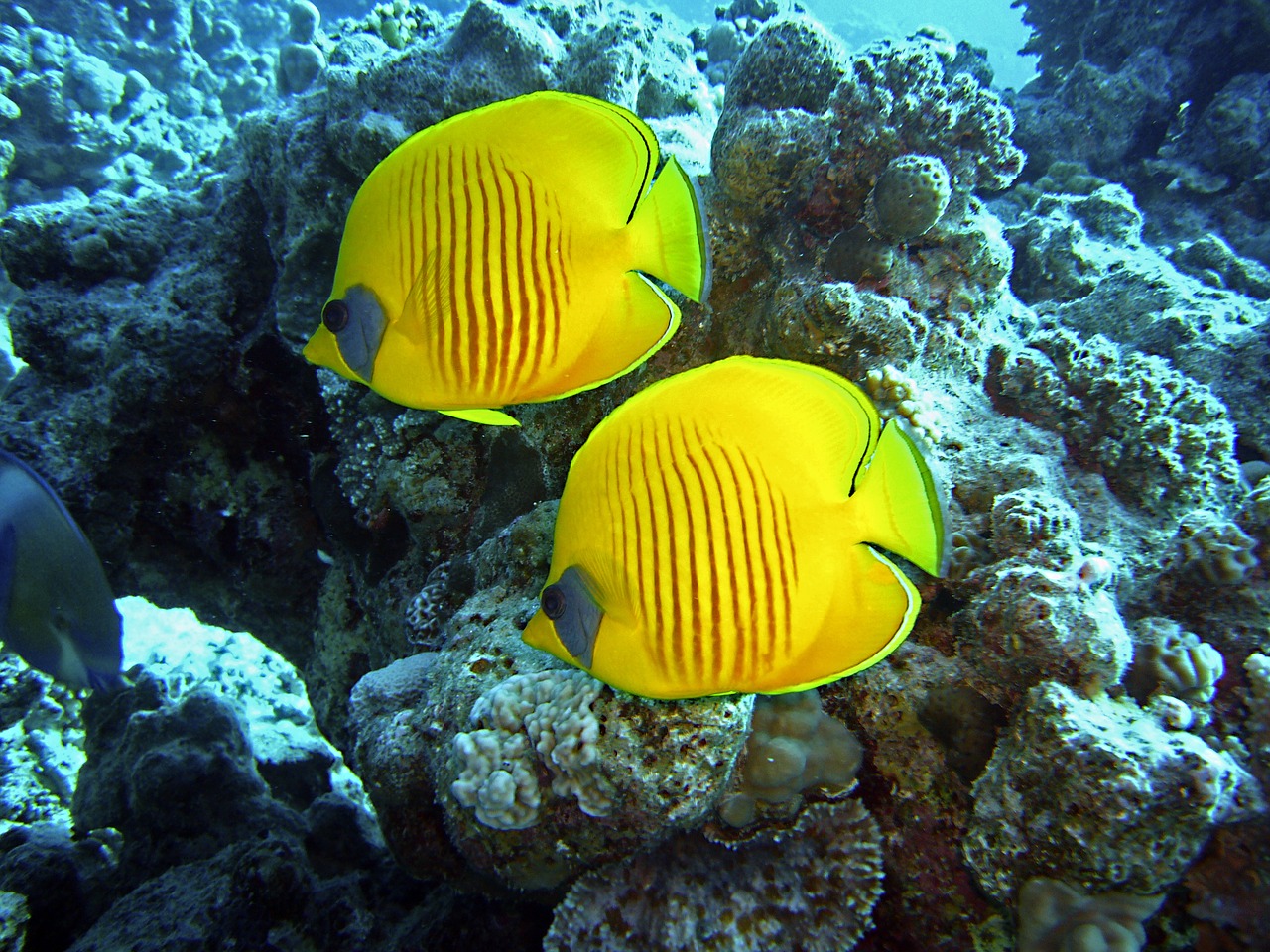 Image - diving underwater water fish