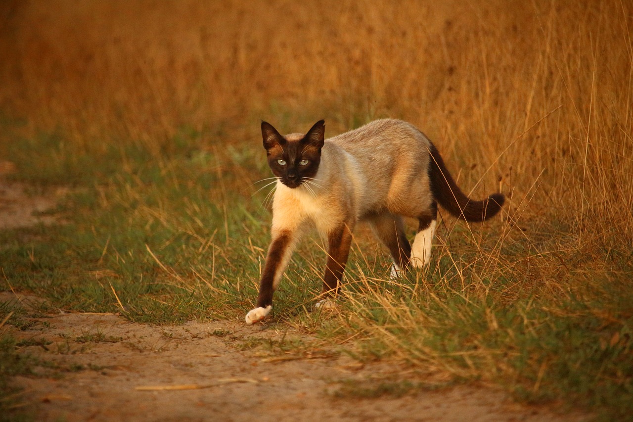 Image - cat mieze kitten siamese cat