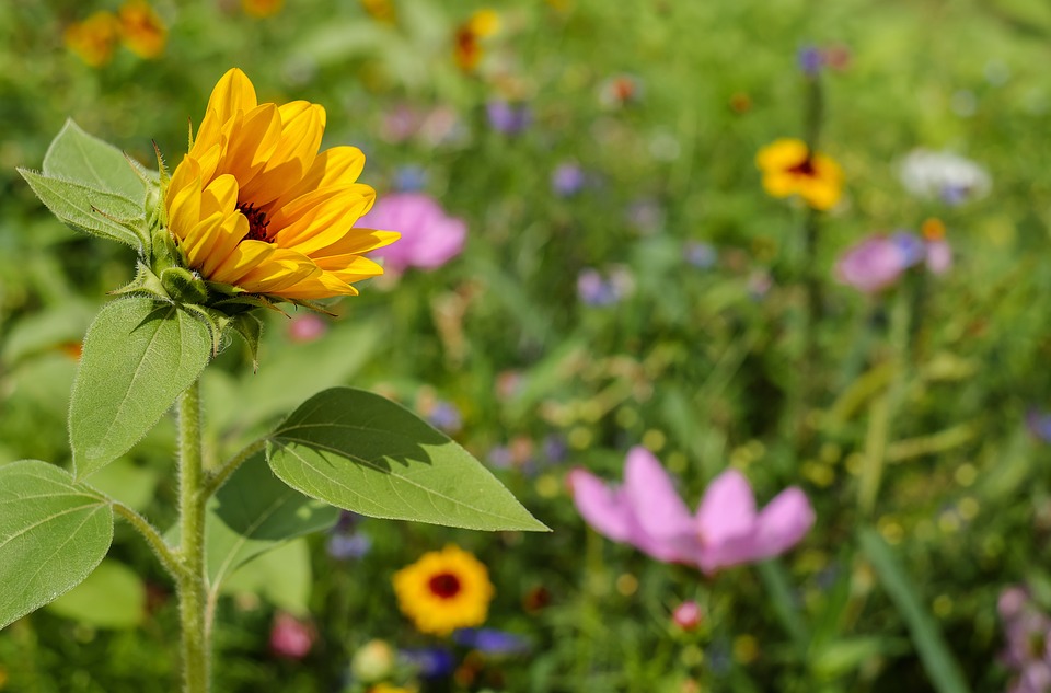 Image - sun flower flower flowers meadow