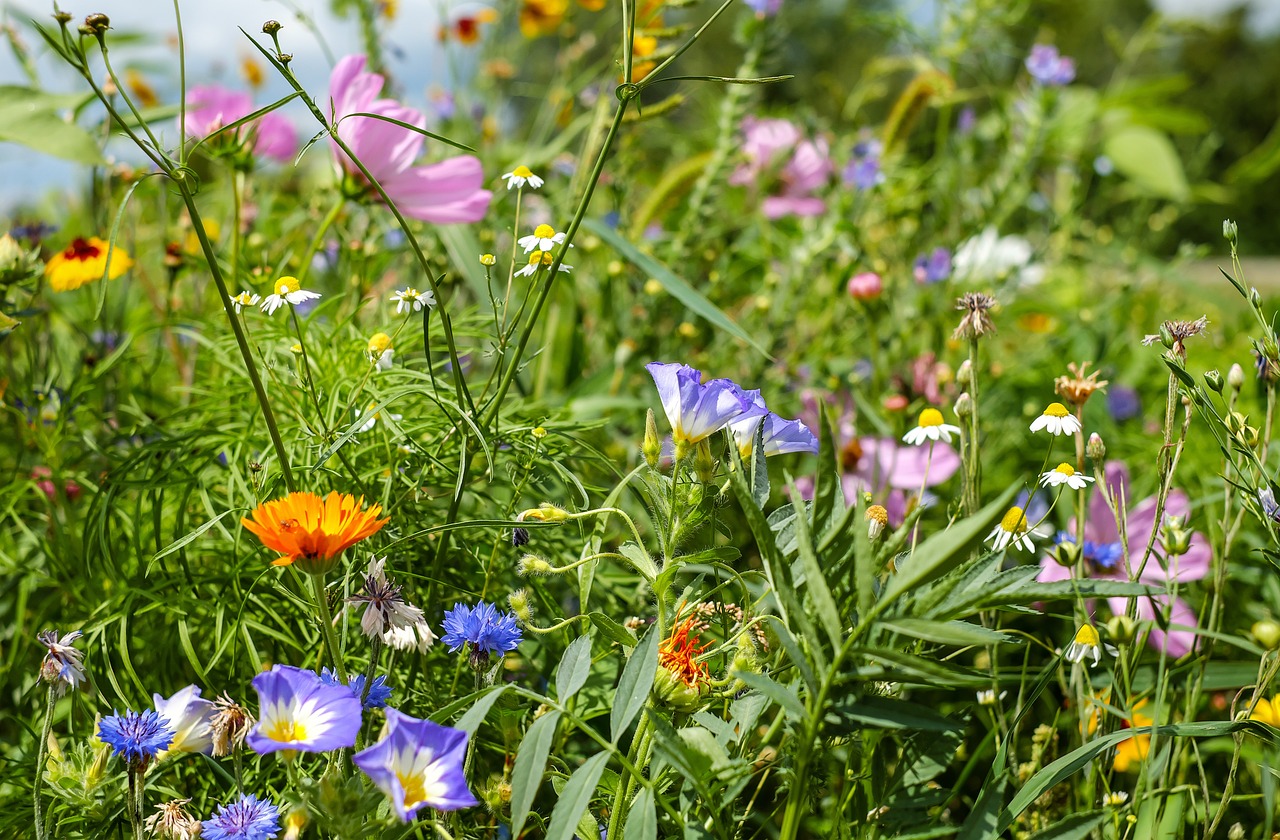 Image - flower meadow wildflowers