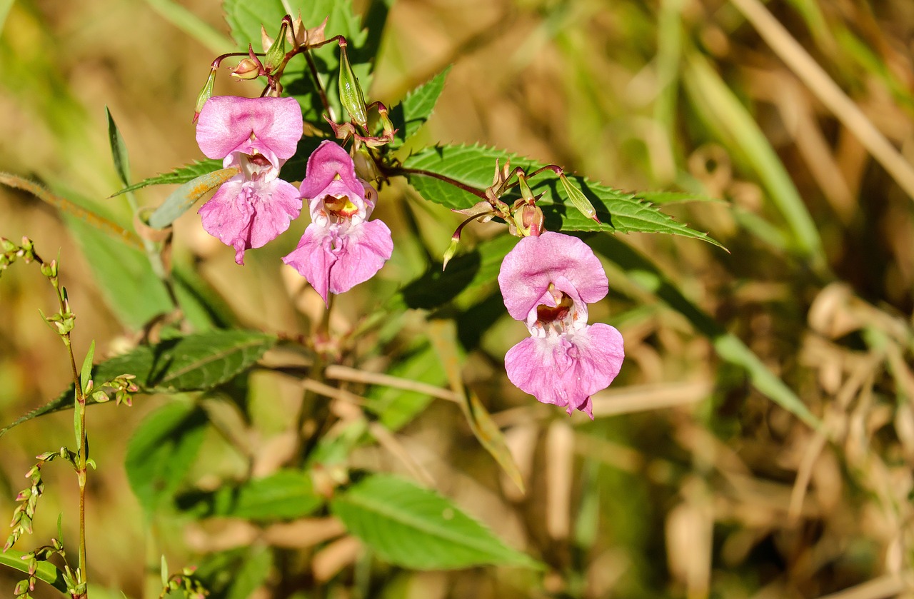 Image - balsam flower flowers pink