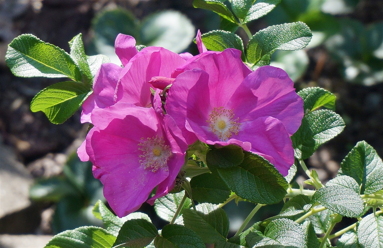 Image - rose rugosa rose with buds bud