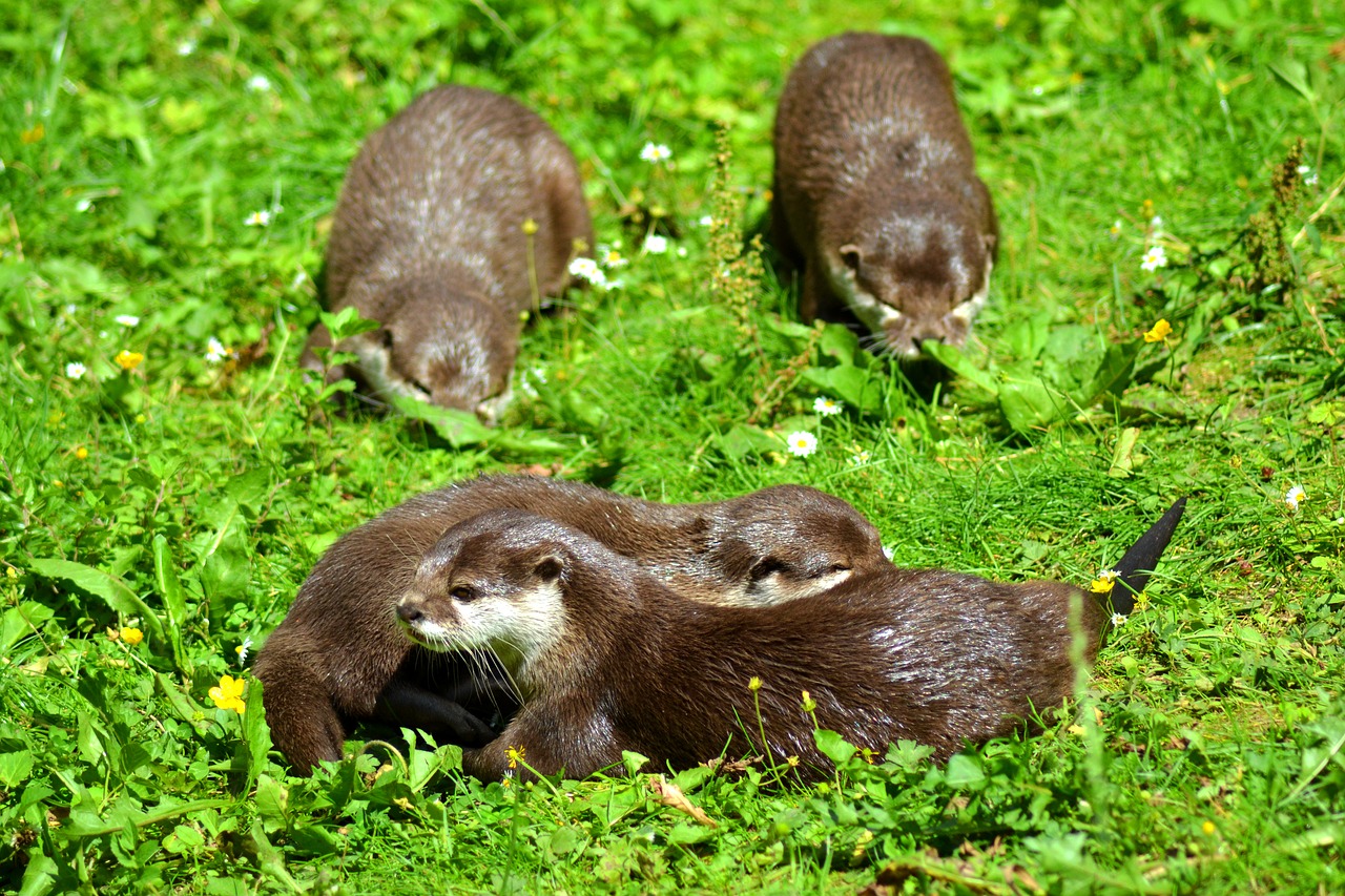 Image - otter animal wildlife photography