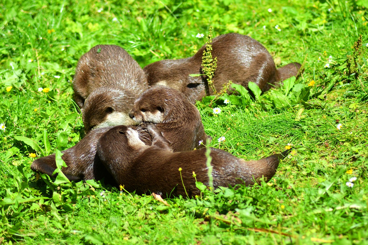 Image - otter animal wildlife photography