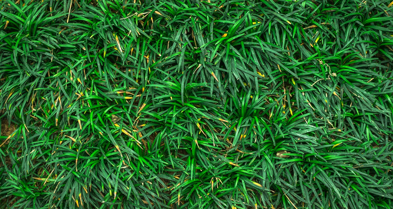 Image - leaf nature green abstract plants