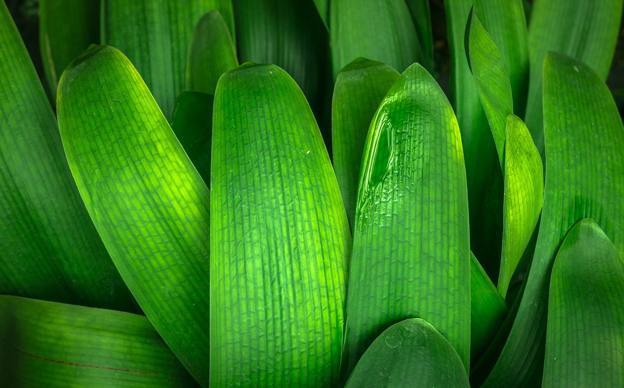 Image - leaf nature green hwalyeob