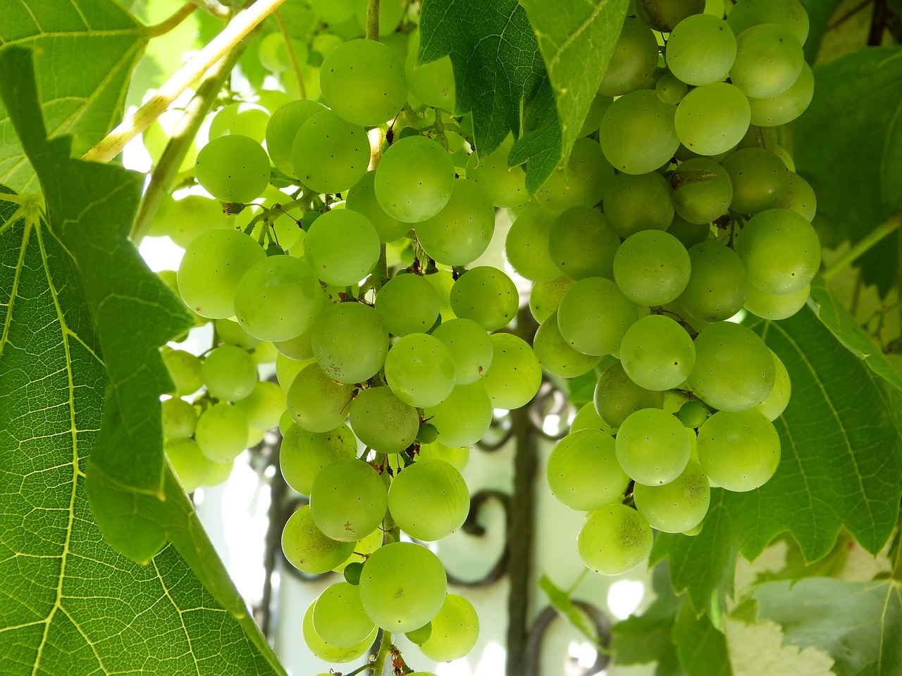 Image - grapes white green fruit