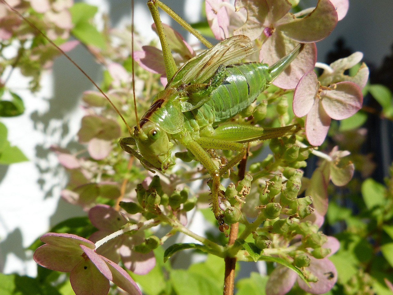 Image - grille green insect grasshopper