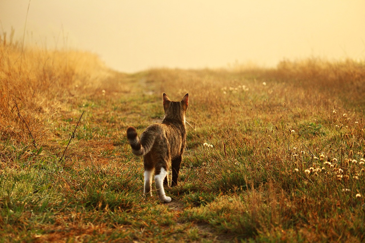 Image - cat kitten mieze mackerel