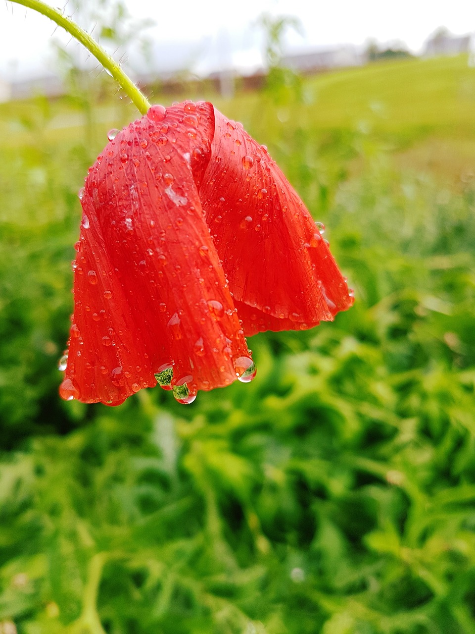 Image - poppy poppies red flower rain