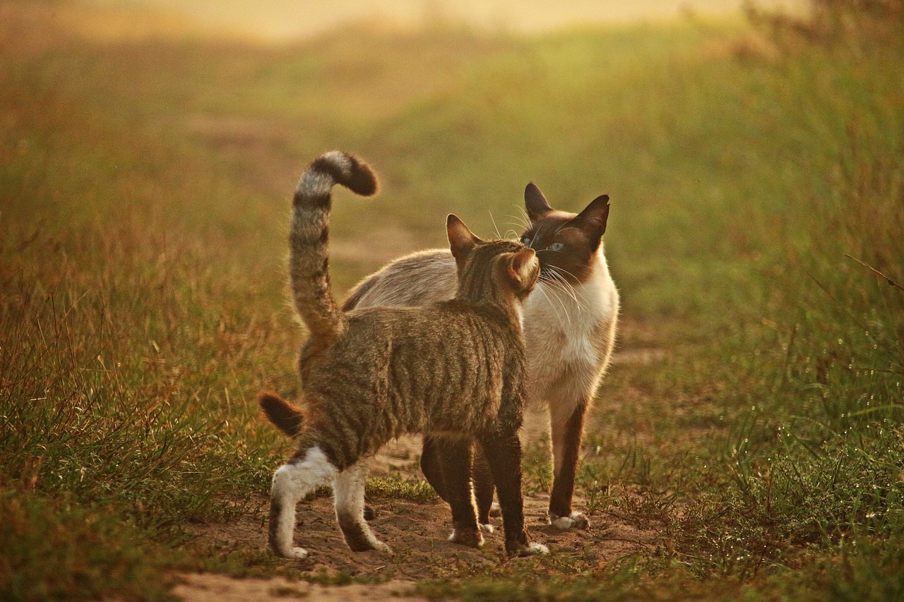 Image - cat mieze kitten siamese cat