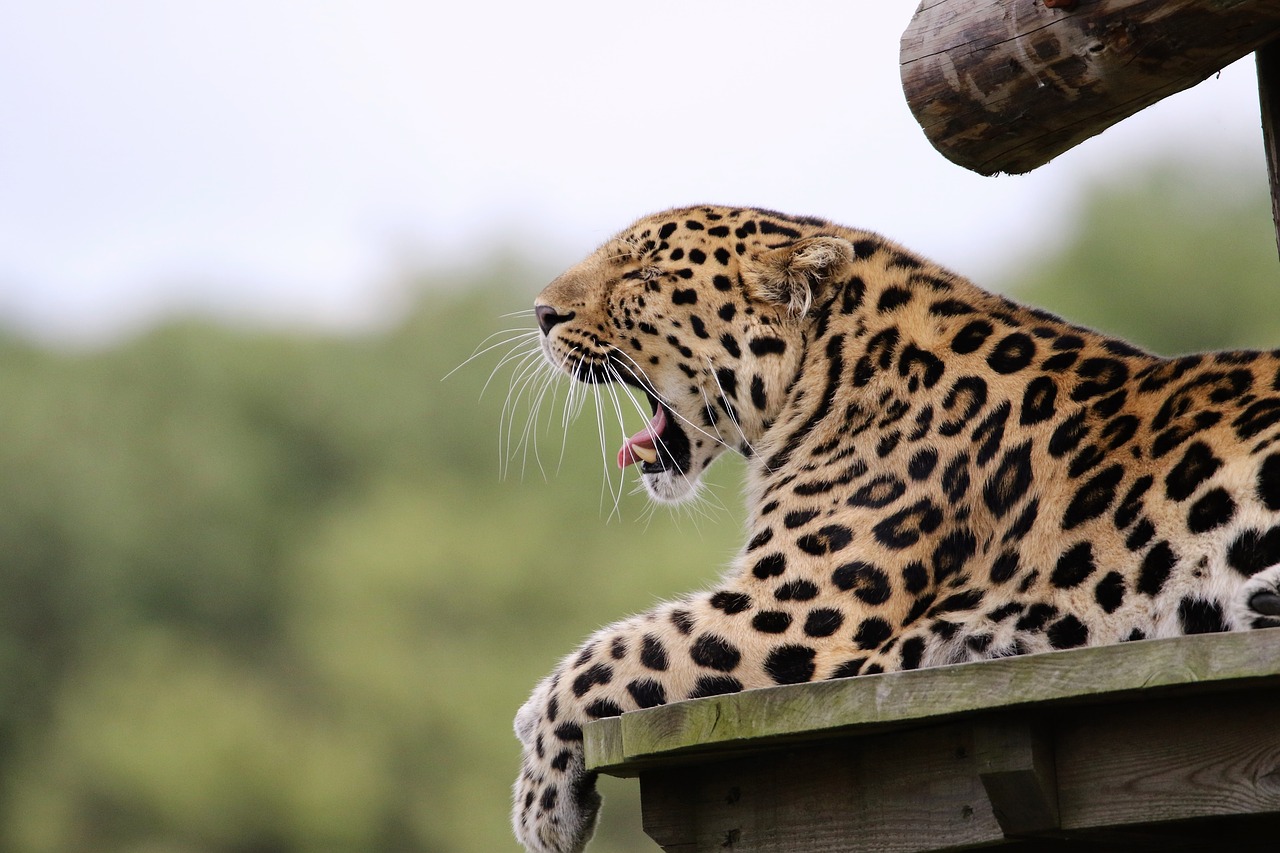 Image - leopard big cat animal mammal