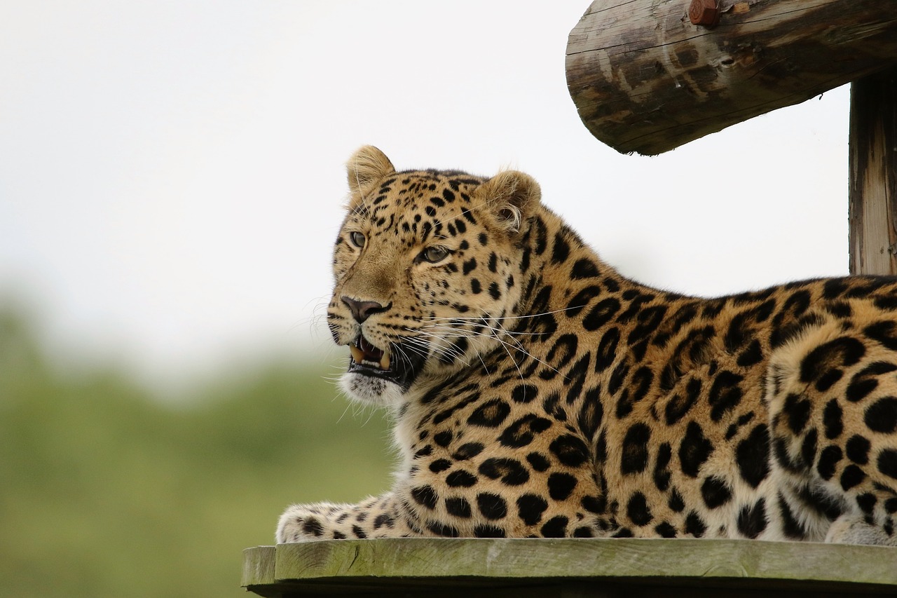 Image - leopard big cat animal mammal