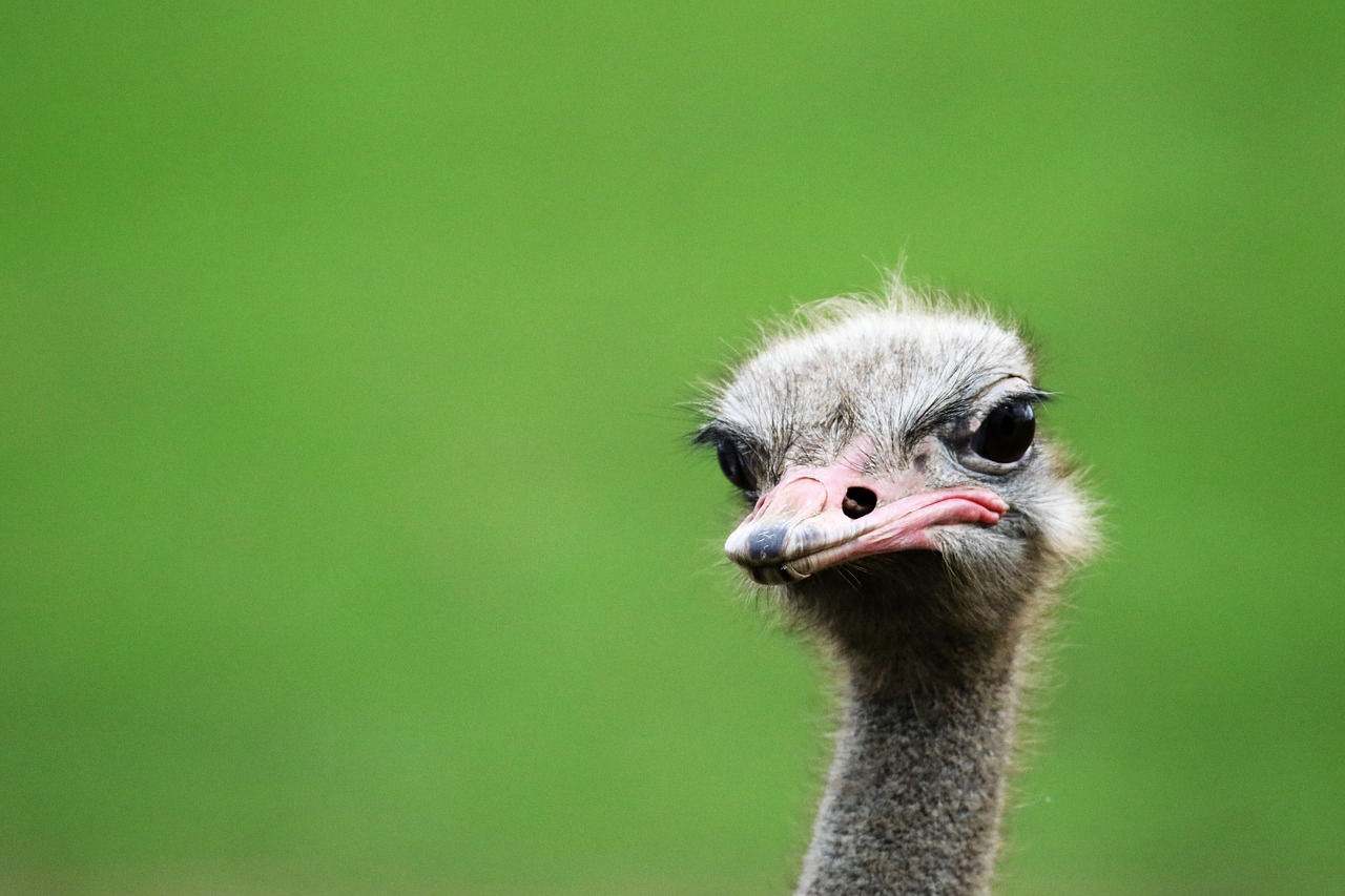 Image - ostrich bird portrait portrait head