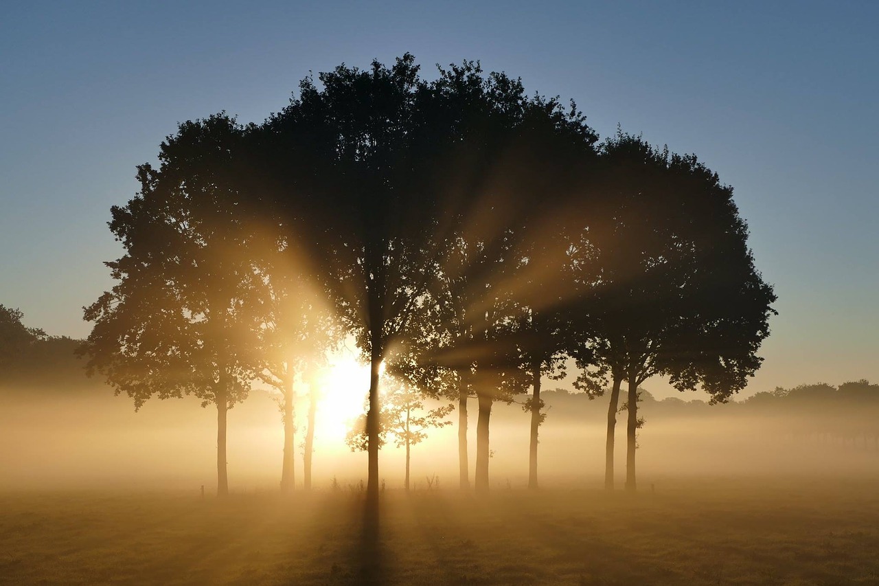 Image - trees sunrise landscape morning