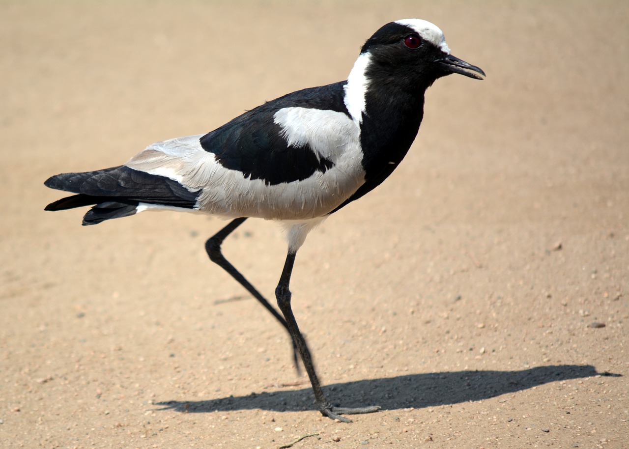 Image - kievit bird kruger park