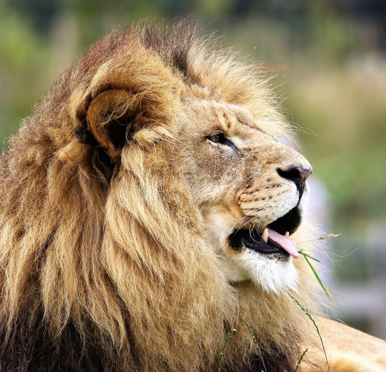 Image - lion big cat big cat wildlife