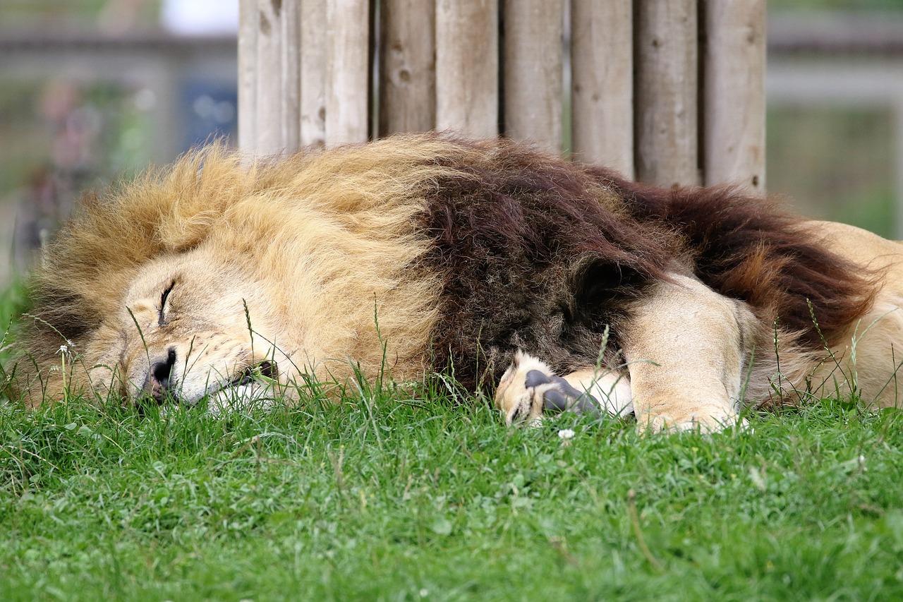 Image - lion big cat big cat wildlife