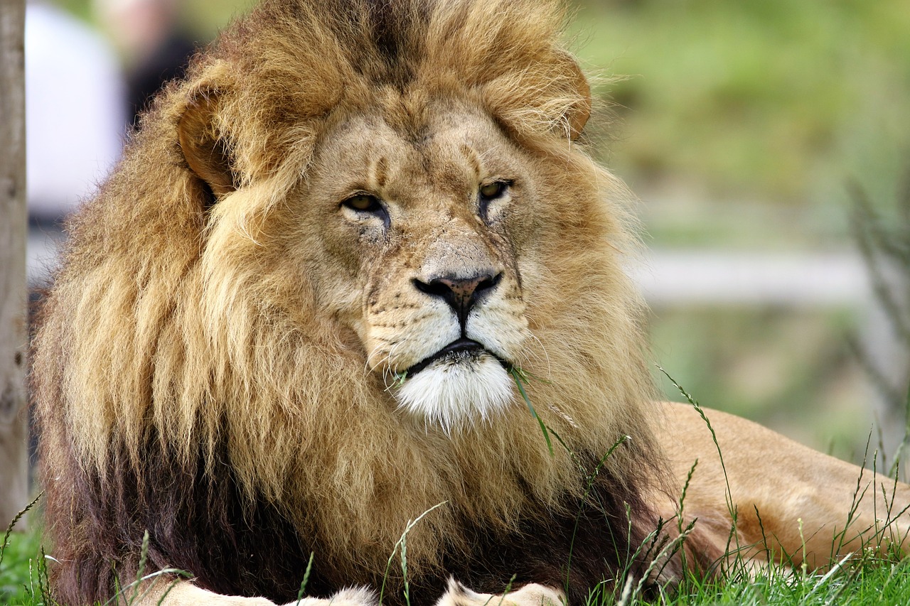 Image - lion big cat big cat wildlife