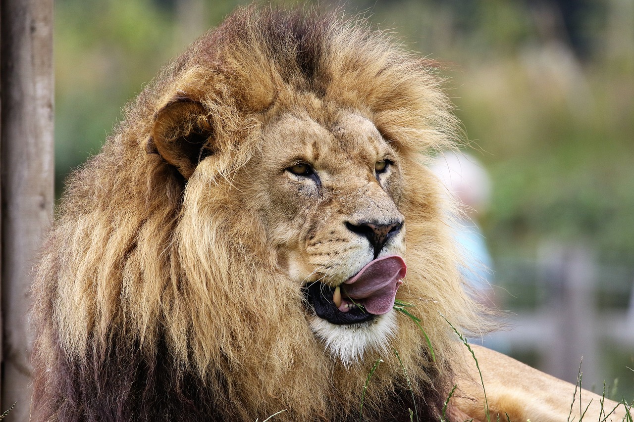 Image - lion big cat wildlife carnivore