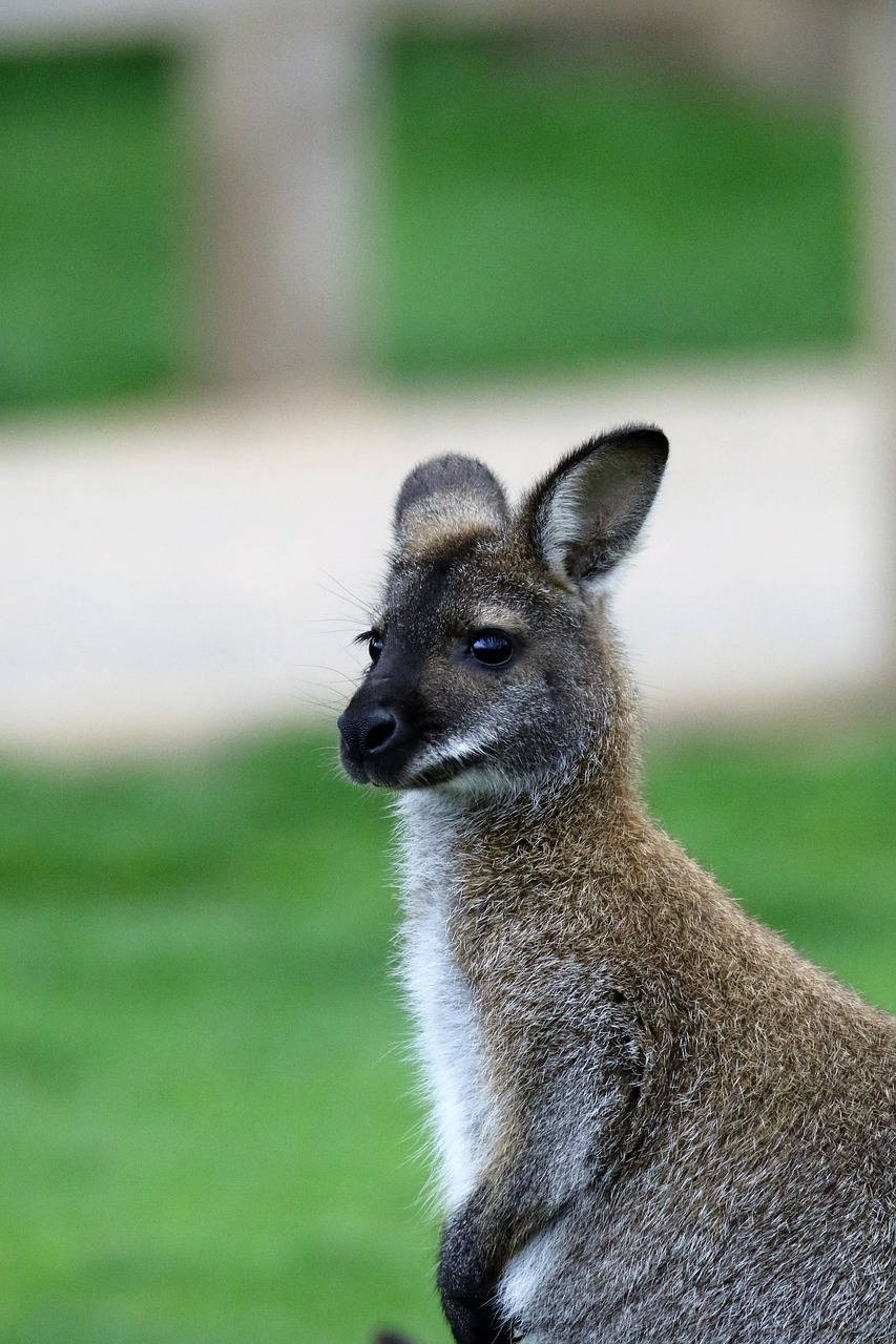 Image - wallaby kangaroo animal mammal