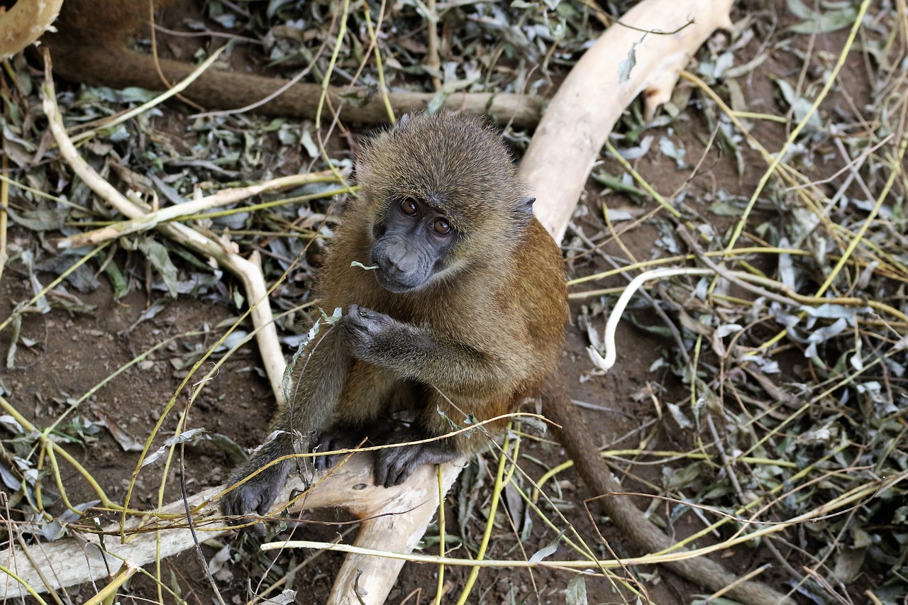 Image - baboon baby baboon monkey wildlife