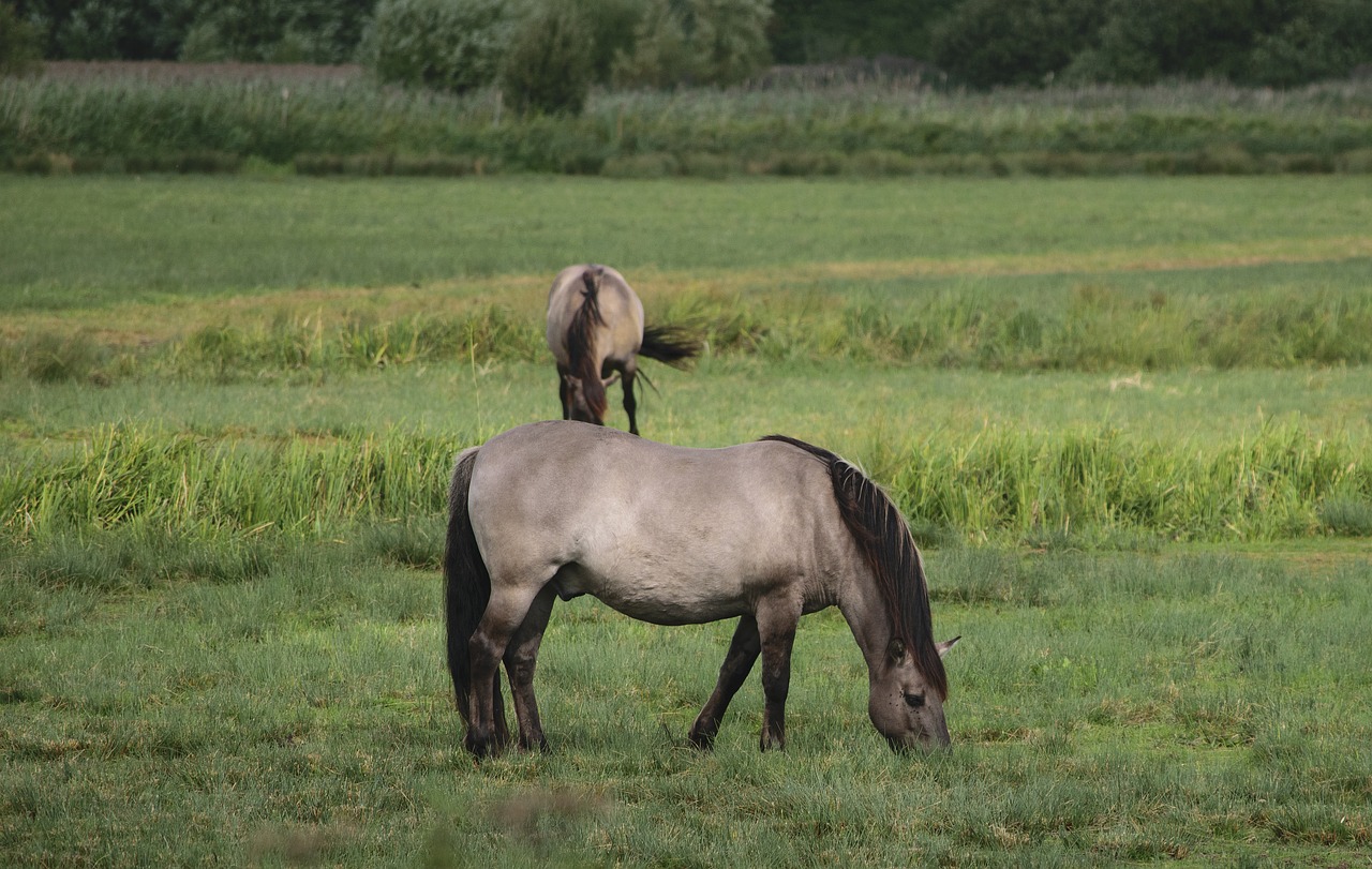 Image - konik wild horse grazing horse