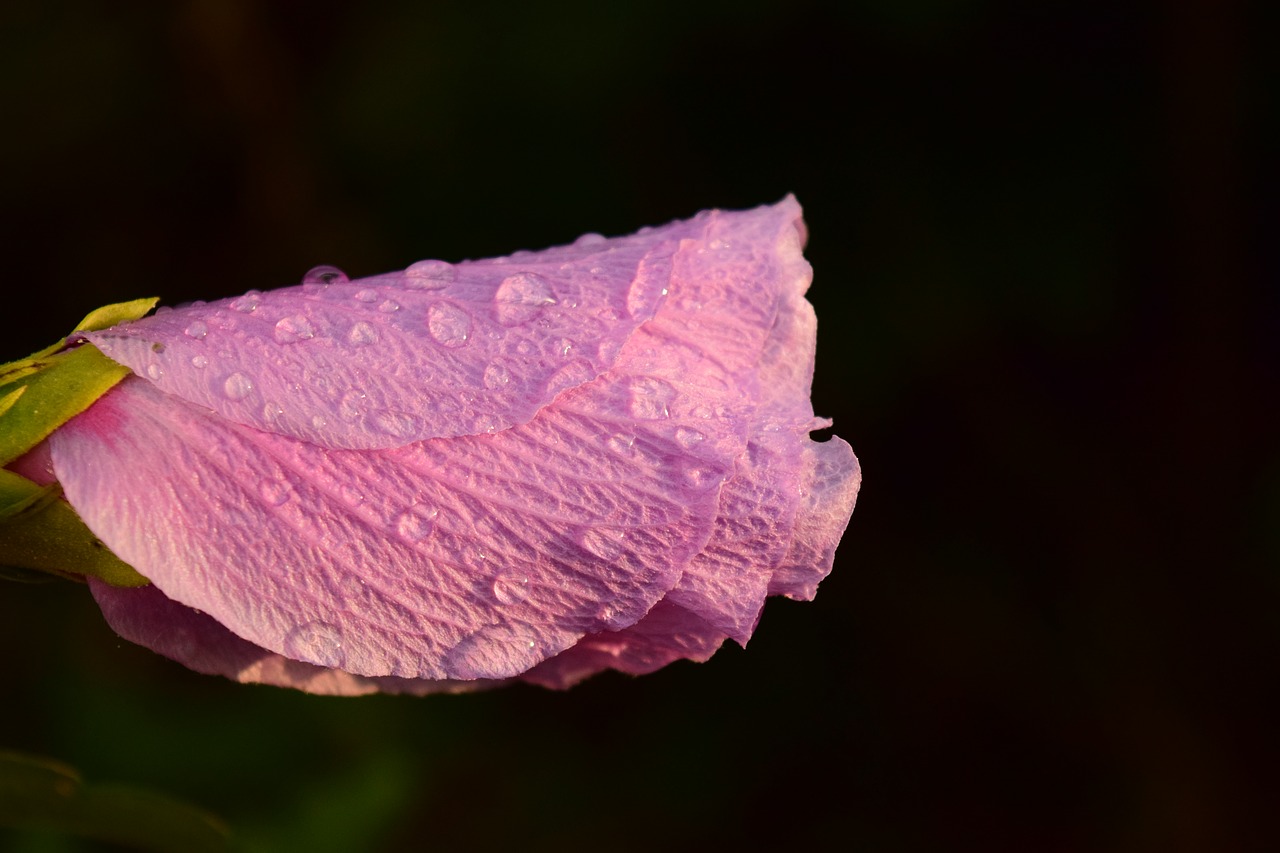 Image - hibiscus blossom bloom close