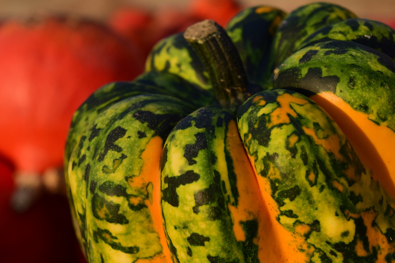 Image - pumpkin close autumn yellow nature