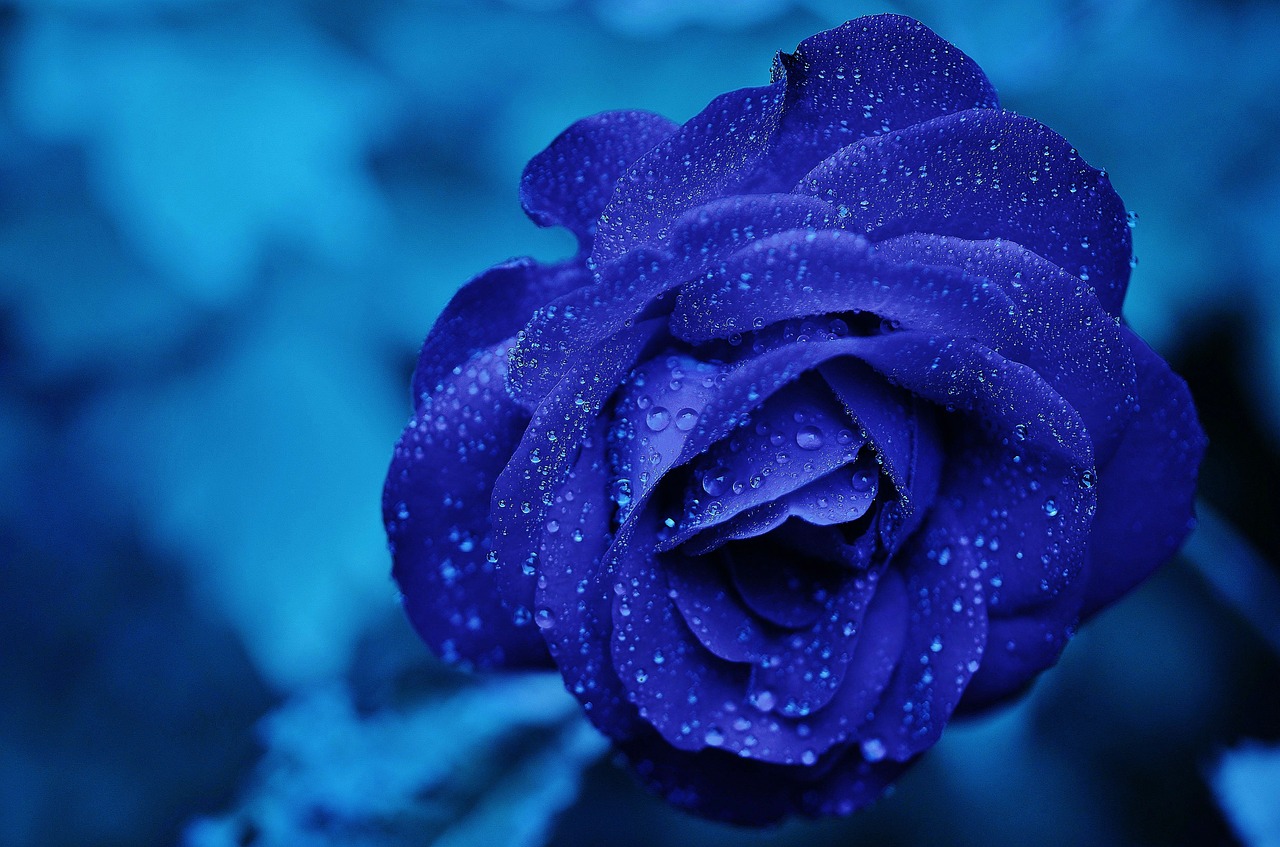 Image - rose blue flower rose blooms roses