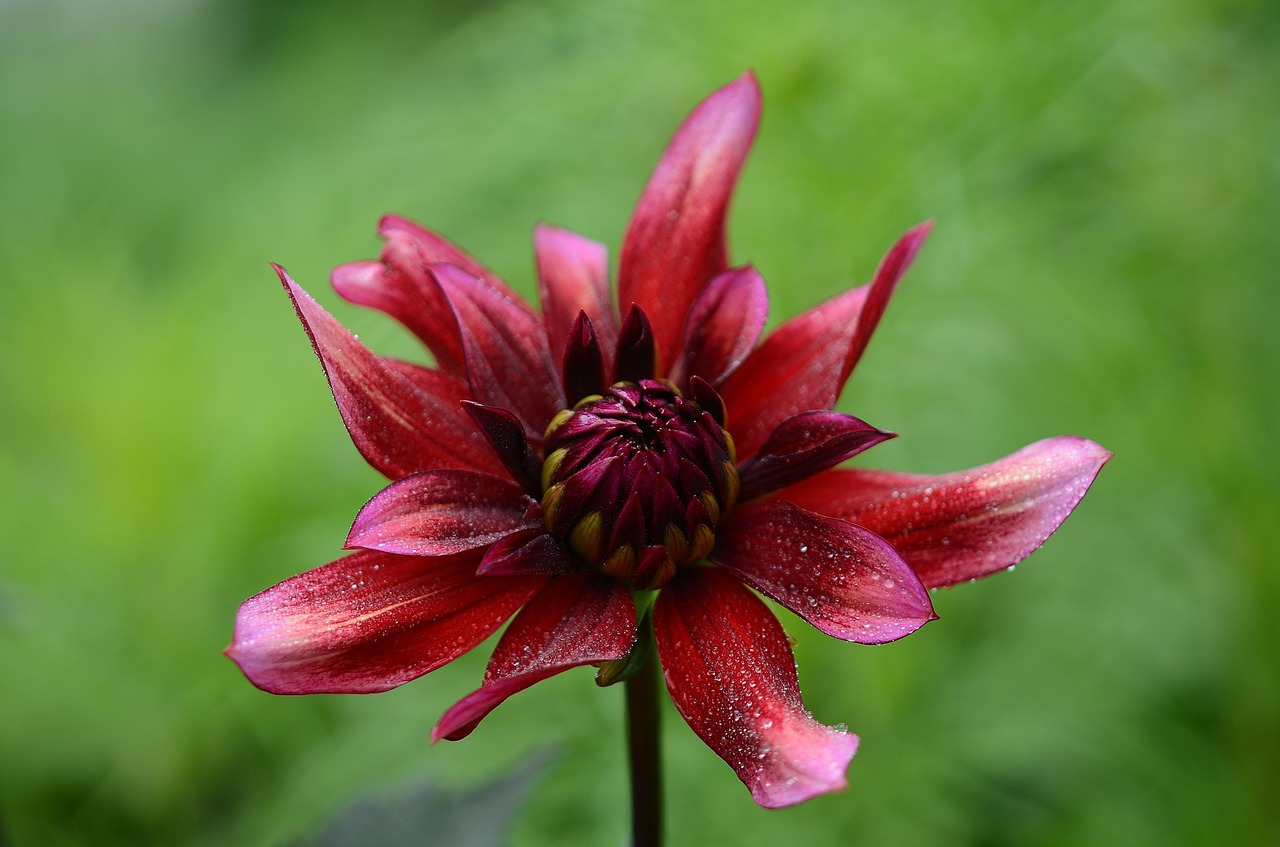 Image - flower plant nature