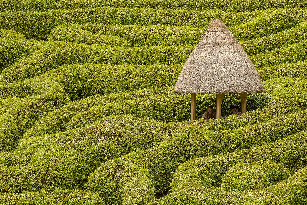 Image - maze glendurgan hedge hut garden
