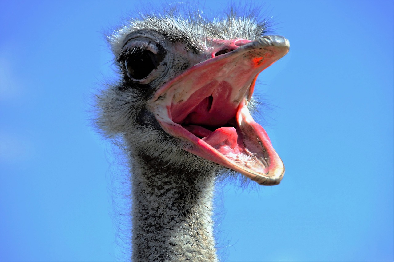 Image - the ostrich ostrich head beak fluff