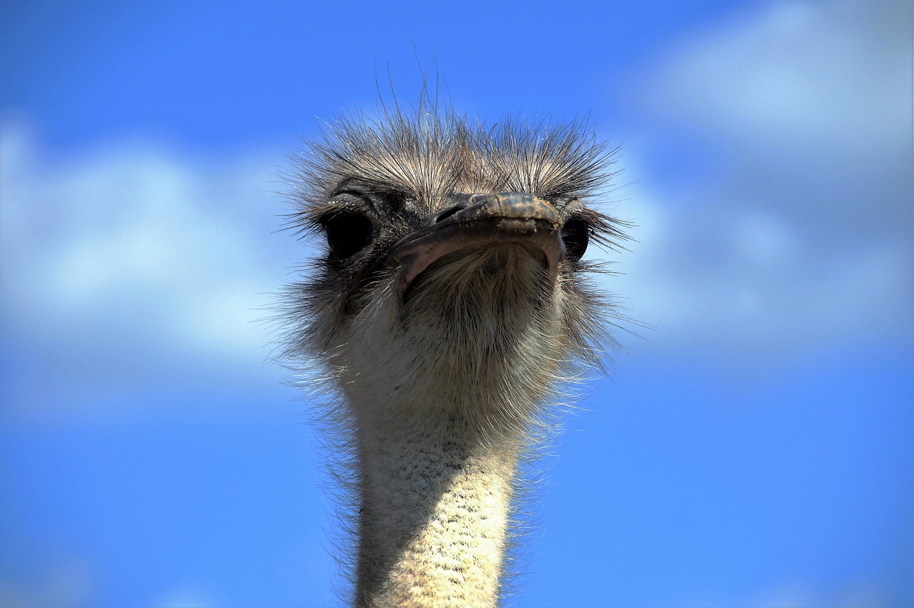 Image - the ostrich ostrich head beak fluff